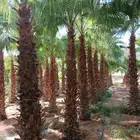 نخل واشنطني زينه لتواصل على الرقم