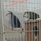زوج روز منتج للبيع
