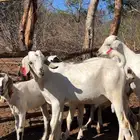 نوفر لكم خراف سواكني لمن يرغب وبربري ورفيدي