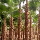 توريد وزراعة النخيل وصيانه المزارع