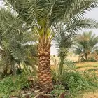 ابومحمد لتوريد جميع انواع النخيل