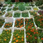 مشتل زراعي متخصص في تنسيق الحدائق