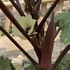 بذور باميا حمرا