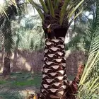 أفضل معلم تكريب وتنقيل وتشوق وتلقيح النخيل