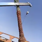 نخل للبيع