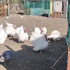 ديوك رومي شحم ولحم حي ومذبوح