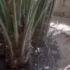 صقعي مكلي مطوق