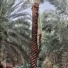 نخل للبيع جثايث جده مكه نخل مثمر احجام كبيره نخيل جده