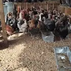 دجاج بلدي بياض وديوك