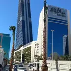 نخيل واشنطني للبيع نوع فاخر ملكي على الشرط