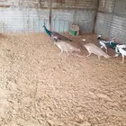 طاووس