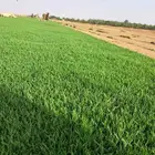تيل سي2000 صافي طبيعي