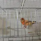 زوج كنلري منتج شرط الذكر جوكر و انثى نحاسي معهم بيضة