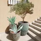 اشجار زيتون ونخيل