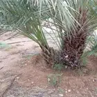 فسايل نخل جميع الأنواع