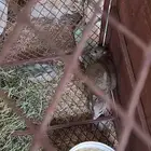 وبران للبيع اناثي ولا يسوم الا الصامل