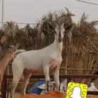 جفرات بنات ولد وعل - المزاحمية -