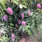 مشروع استثماري استثنائي جدا ومتميز