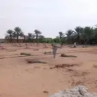 نخل مثمرللبيع مصيفه هلالي نخيل اخلالص برحي سكري شيشي