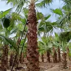 نخيل واشنطني جميع المقاسات ونوصل جميع مناطق المملكة بأسعار