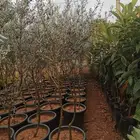 اشجار زينه توريد وزراعه