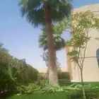 تكريب وتشذيب النخل والواشنطني