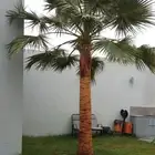 نخل واشنطني جميع المقاسات من 1متر الا10متر توصيل وزراعه