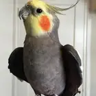 للبيع ذكر اليف يحب الاطفال يحب اللعب