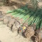 نخل عربي وأشجار زيتون