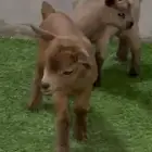 ماعز قزمي تشيكي اناثي عناق جفرات عمر اسبوع