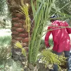 يوجد لدينا جميع انواع النخيل لتواصل