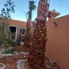 نقوم بتوريدوزراعه جميع انواع النخيل والزيتون واليمون