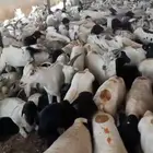 أغنام تيوس و برابر جملة