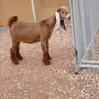 جفره صفراء عارضيه