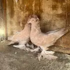 للبيع زوج عرقي