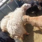 جزار (سلخ وذبح) اضاحي العيد بسعر ممتاز