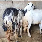 ثلاث من الضان