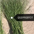مرخ للحنيذ