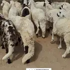 جده الخمره