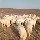 ذبايح حري سواكني تيوس يوجد ذبح تقطيع توصيل شاهد التقييمات