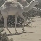 بكرتين وقعود عقابيات