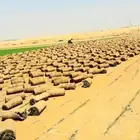 عشب طبيعي انجيله ثيل سي الفين