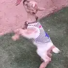 ماعزقزمي مواليد جميع الاوان مع ملحقاتها