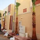 نخل واشنطن زينه ابومروحه جميع المقاسات