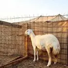 رخل جذعه صنف الصنف