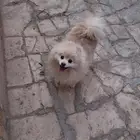 كلب بومرينيان تيدي فيس Pomeranian