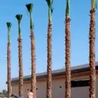 نخل واشنطن ونخل عربي معا التوصيل والغرس