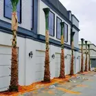 زراعت نخيل واشنطن ونخل عربي