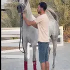 الفاخره دانه إبنة مرجان الزبير ولقاح من حابس الزبير