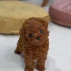 Teacup Poodle